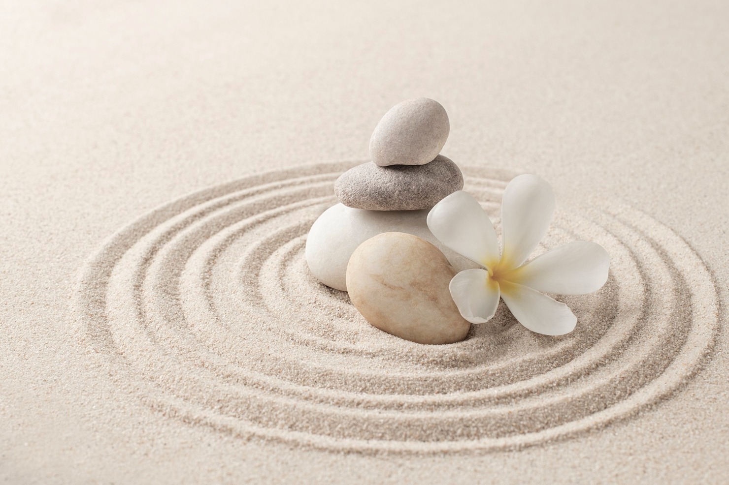 Wellness Solutions for People and Performance